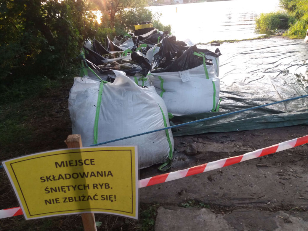 Katastrofa ekologiczna na Odrze