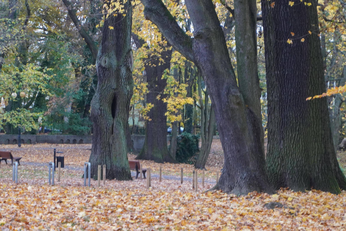 Park Sołacki w Poznaniu jesienią