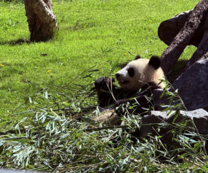 Pandy ZOO Berlin
