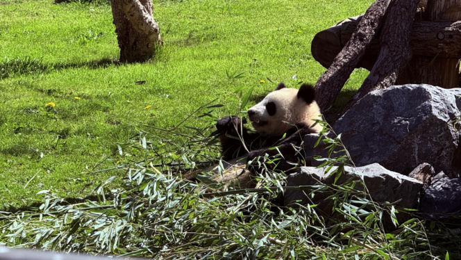 Pandy ZOO Berlin