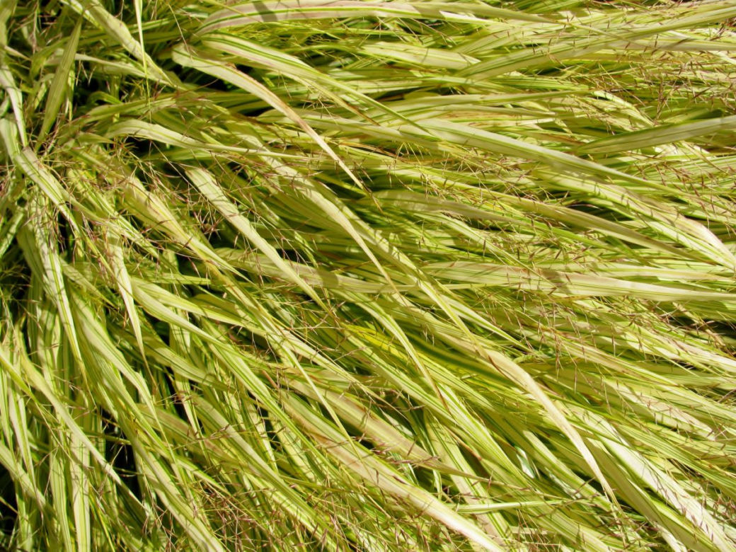 Hakonechloa smukła