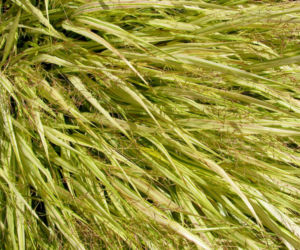 Hakonechloa smukła