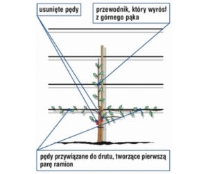 Jak uformować płaską koronę drzewa owocowego