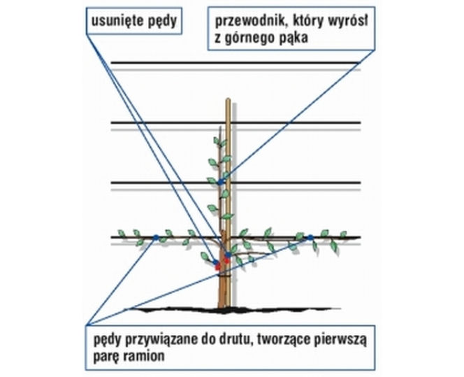 Jak uformować płaską koronę drzewa owocowego