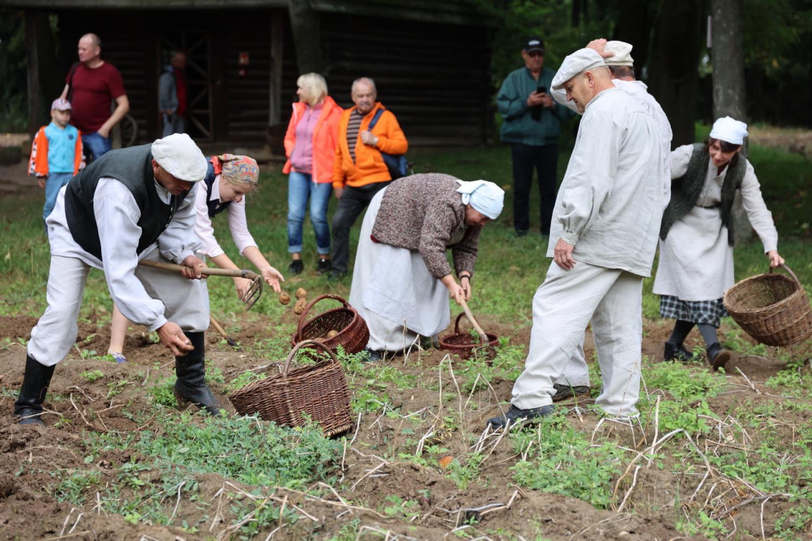 Wykopki kartoflane 2023 w lubelskim skansenie