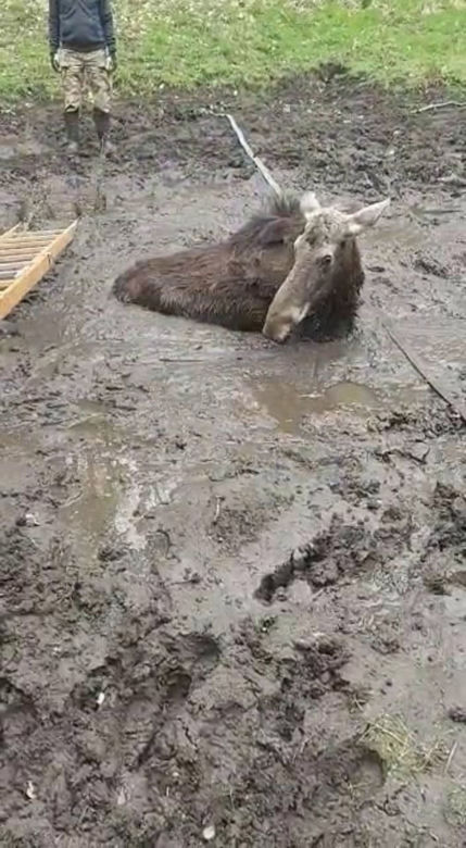 Młody łoś miał niewielkie szanse na przeżycie. Pomoc nadeszła w porę