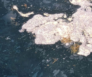 Polka przeżyła koszmar w Czarnogórze. „W morzu dryfowały fekalia, a plaże były pełne śmieci”