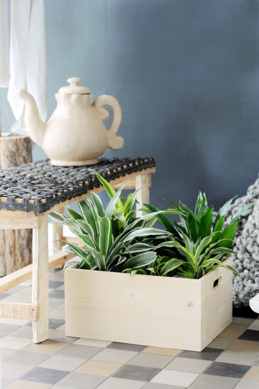 Dracena wonna