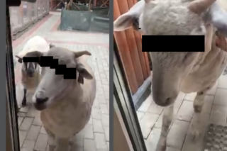 Owce Henio i Hania dokonały zbrojnego napadu na magazyn z siankiem! [WIDEO, GALERIA]