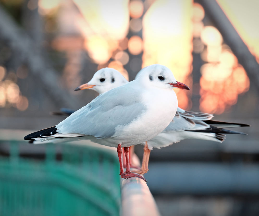 Nad Odrą we Wrocławiu mieszka sporo mew