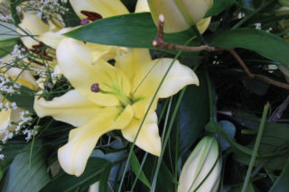 Lilia 'Baruta' - Lilium  'Baruta'
