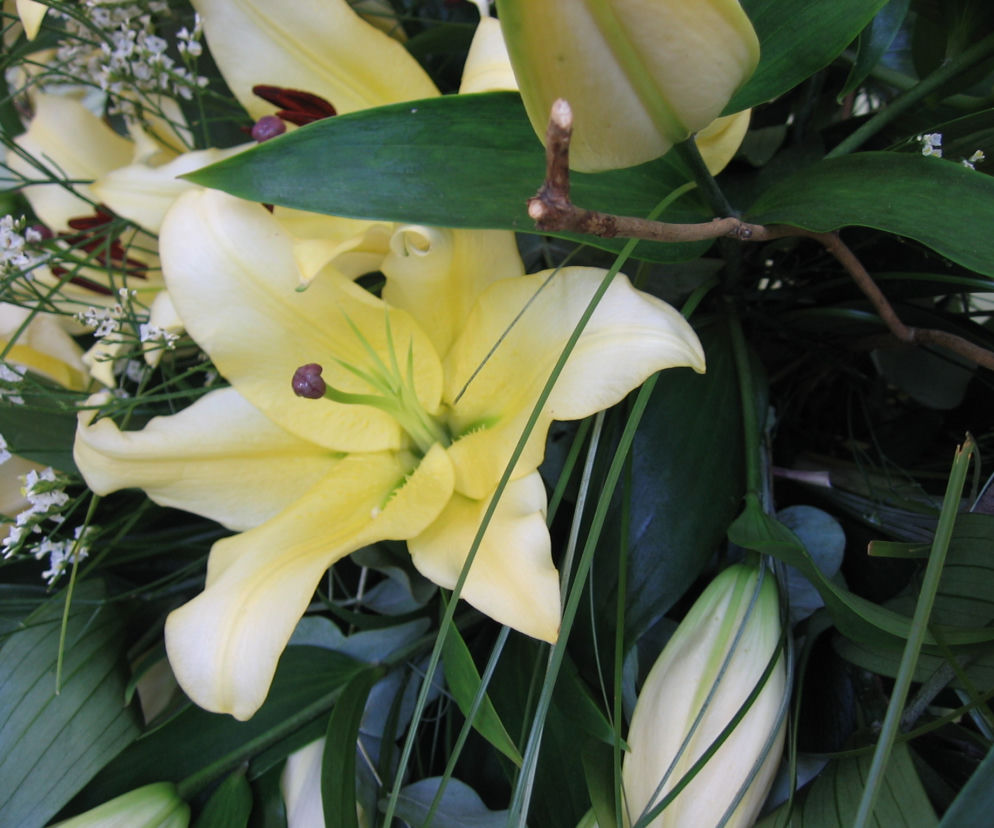 Lilia 'Baruta'