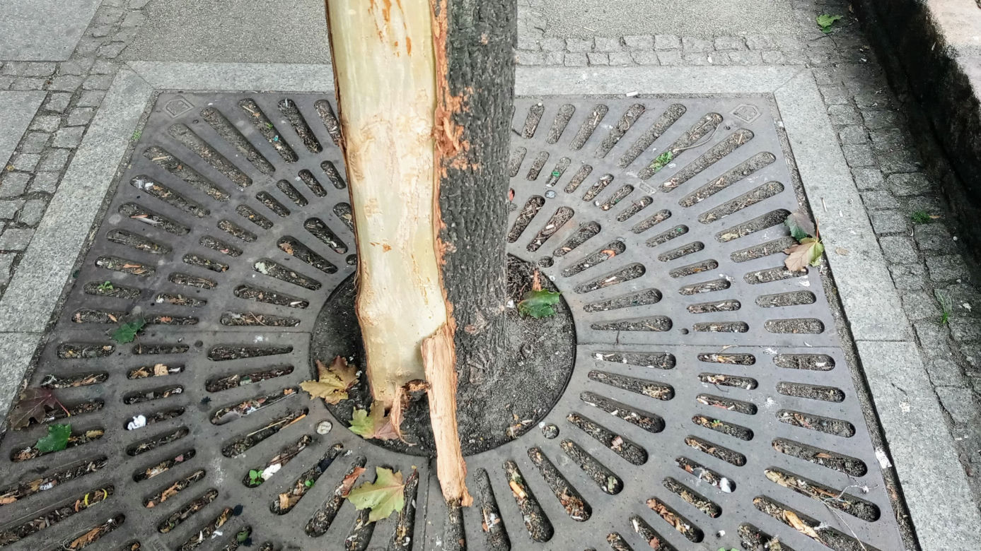Ktoś celowo okalecza drzewa w centrum Szczecina