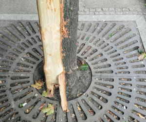 Ktoś celowo okalecza drzewa w centrum Szczecina