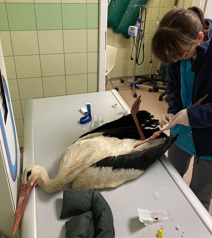 Bocian Antek został wypchnięty z gniazda na druty wysokiego napięcia