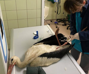 Bocian Antek został wypchnięty z gniazda na druty wysokiego napięcia
