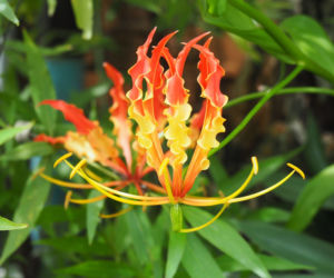 Glorioza