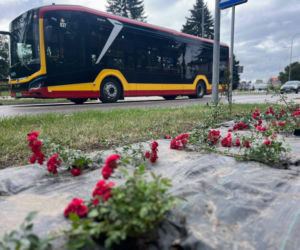 Nasadzenia róż ul. Piłsudskiego w Zamościu