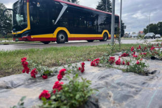 Nasadzenia róż ul. Piłsudskiego w Zamościu