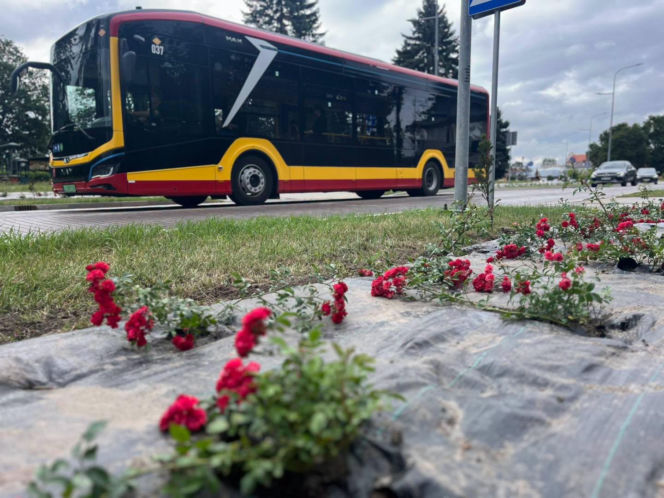 Nasadzenia róż ul. Piłsudskiego w Zamościu