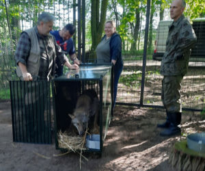 Nowy mieszkaniec bydgoskiego ZOO! Przyjechał prosto z Chorwacji [ZDJĘCIA]