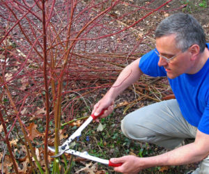 Jak i kiedy przycinać derenie? Praktyczne porady
