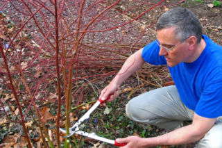 Jak i kiedy przycinać derenie? Praktyczne porady