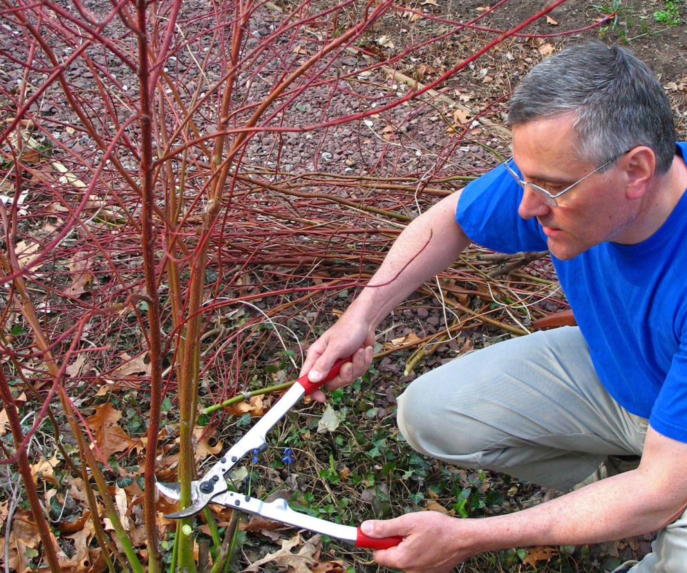 Jak i kiedy przycinać derenie? Praktyczne porady