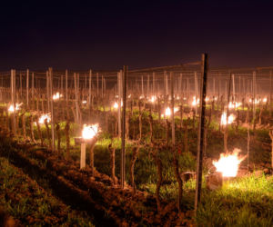 Przymrozki w winnicy - podgrzewanie winorośli