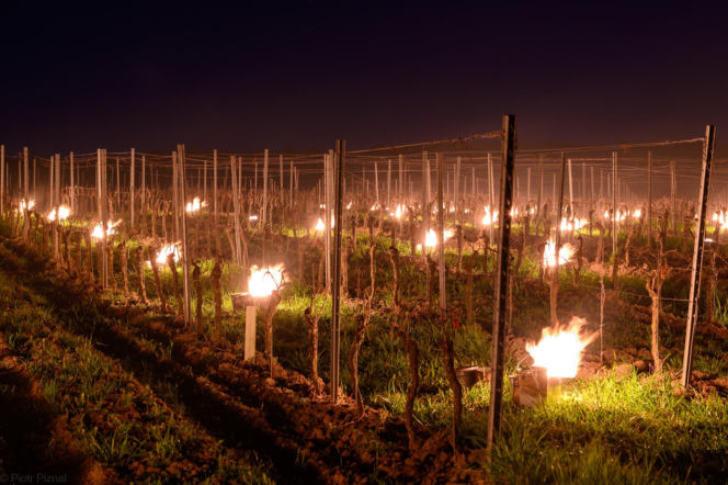 Przymrozki w winnicy - podgrzewanie winorośli