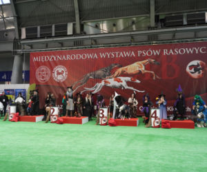 Międzynarodowa Wystawa Psów Rasowych Duo Cacib Kielce 2025