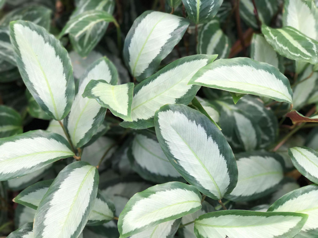 Calathea picturata