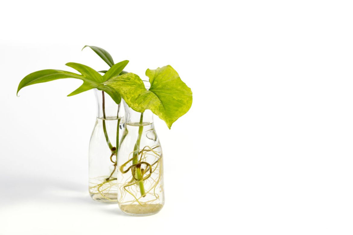 Ukorzenianie sadzonek