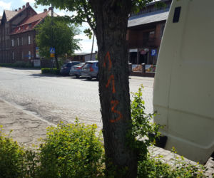 Do wycięcia? Drzewa na Święciechowskiej w Lesznie ponumerowane