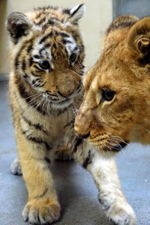 Poznańskie ZOO ratuje dzikie zwierzęta z Ukrainy