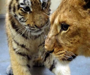 Poznańskie ZOO ratuje dzikie zwierzęta z Ukrainy