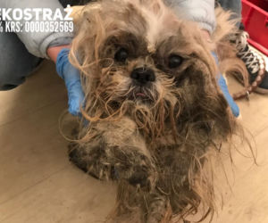 Pepe, zaniedbany shih tzu