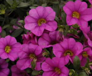 calibrachoa