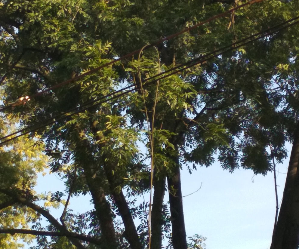 Zarzucił stalową linkę na sieć trakcyjną