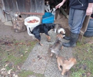 Miały zamarznąĆ są do adopcji