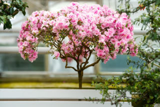 Jaka to azalia? [Porada eksperta]