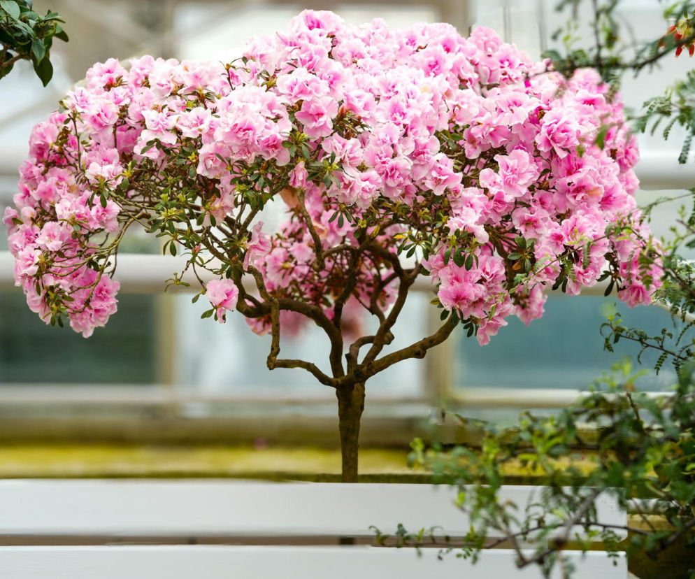 Azalia na pniu: dlaczego warto ją mieć w domu? Sprawdź jak o nią dbać