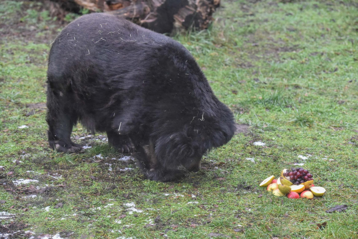 Niedźwiedzica Wolta z toruńskiego Zoo skończyła 40 lat!