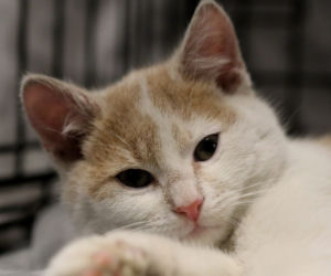 Kot do adopcji - Kot numer 1