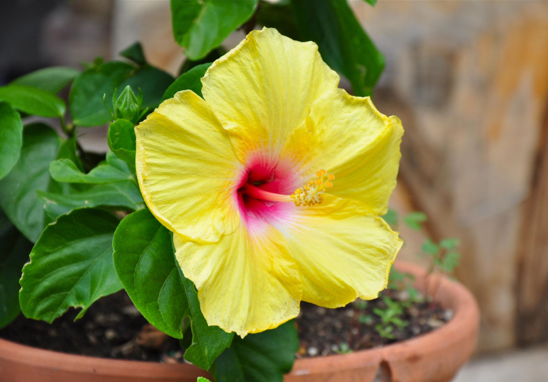 Hibiskus, róża chińska, ketmia