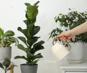 Fikusy - podlewanie bez tajemnic. Jak prawidłowo podlewać fikusy?
