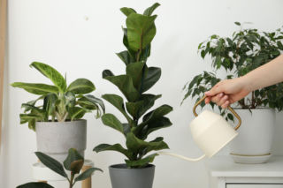 Jak podlewać fikusy, aby nie żółkły i nie gubiły liści? Sprawdź, aby nie zaszkodzić roślinom