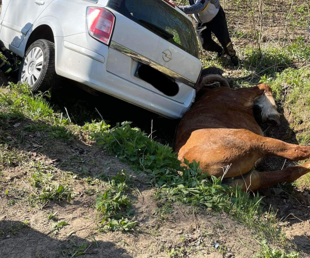 Niecodzienny wypadek pod Warszawą. Koń utknął pod samochodem