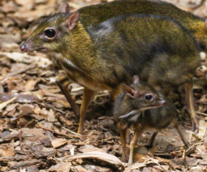 Cud narodzin w ZOO. Na świat przyszedł maleńki myszojeleń