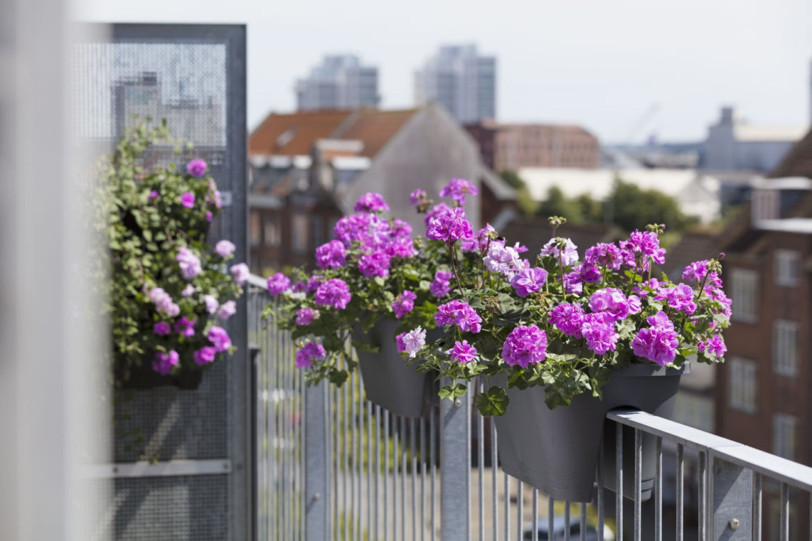 Kwiaty na balkon południowy